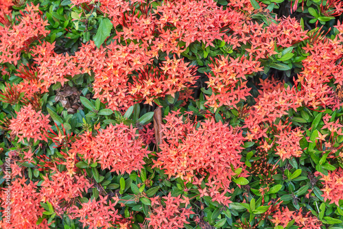 Select focus of red ixora flower, Red Rubiaceae flower