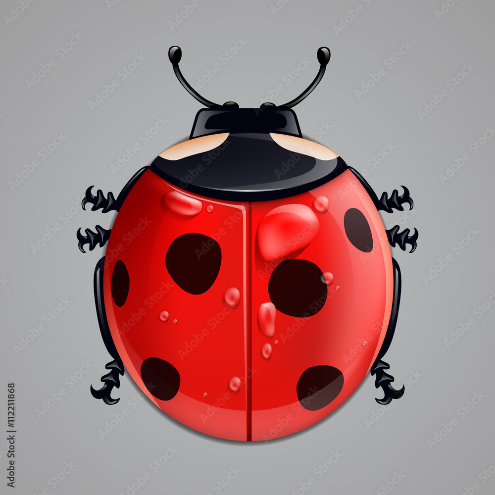 Realistic ladybug isolated on white