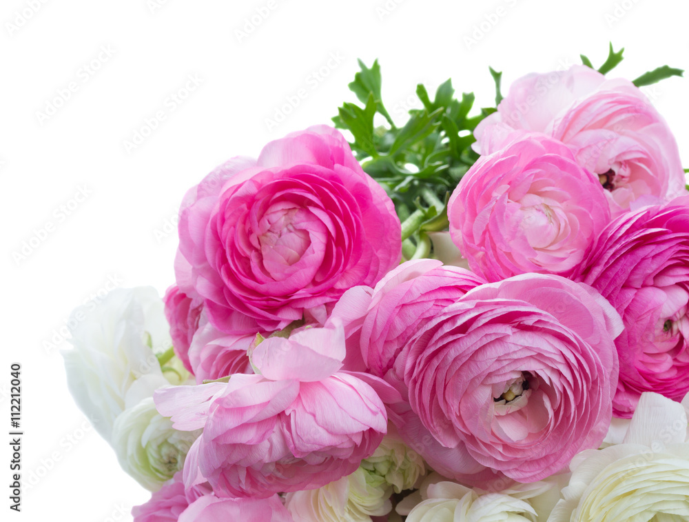 Pink and white ranunculus flowers Pink and white ranunculus flowers