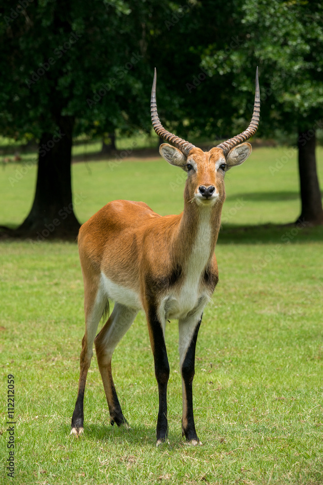 Lechwe Lechwe