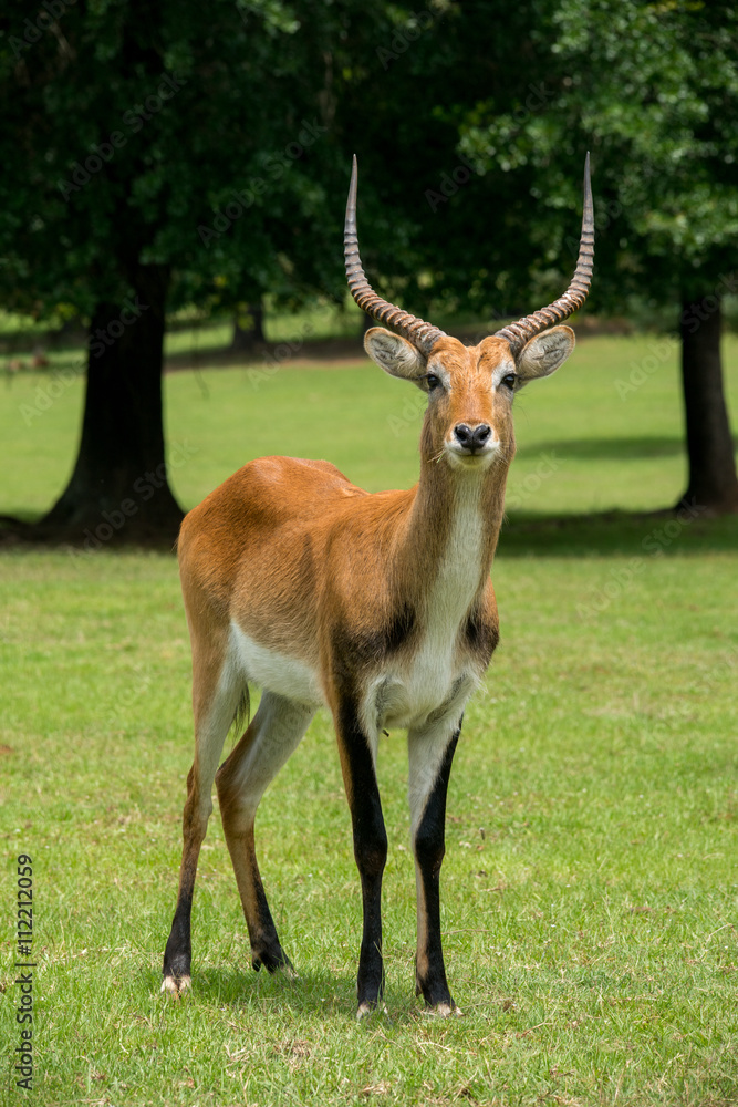 Lechwe