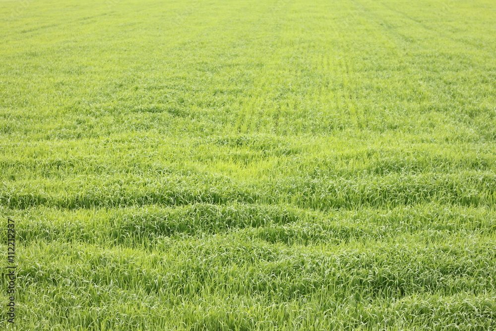fresh thick grass, background of green grass, summer background