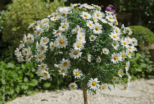 Fototapeta Naklejka Na Ścianę i Meble -  Anthemis Argyranthemum frutescens