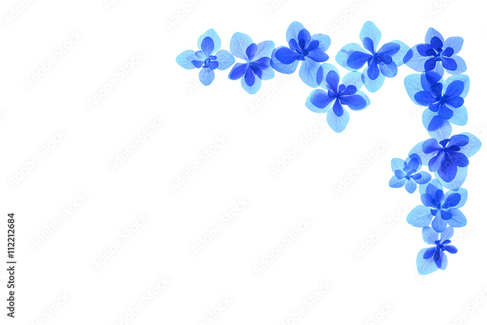 青色のアジサイの花 白背景
青色のアジサイの花 白背景