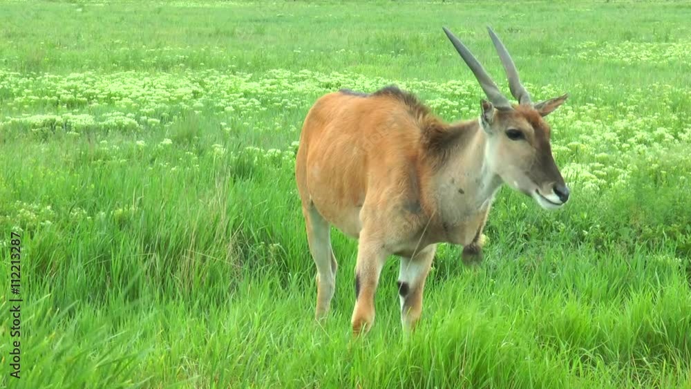 Close-up of a female eland antelope. It stands in the green grass Close-up of a female eland antelope. It stands in the green grass