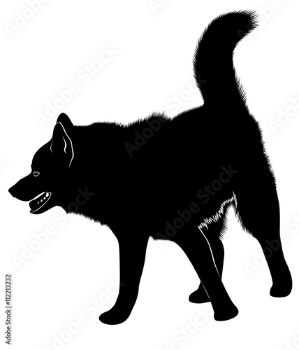 laika. Siberian Laika. Husky dog. Husky dog pet favorite of black silhouette isolated on white background