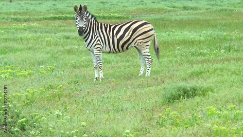 A lone zebra standing in the wilderness on the green grass