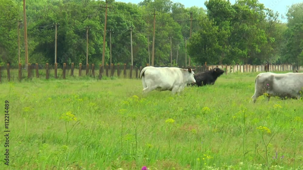 The white cows and black bulls. They graze near the farm The white cows and black bulls. They graze near the farm