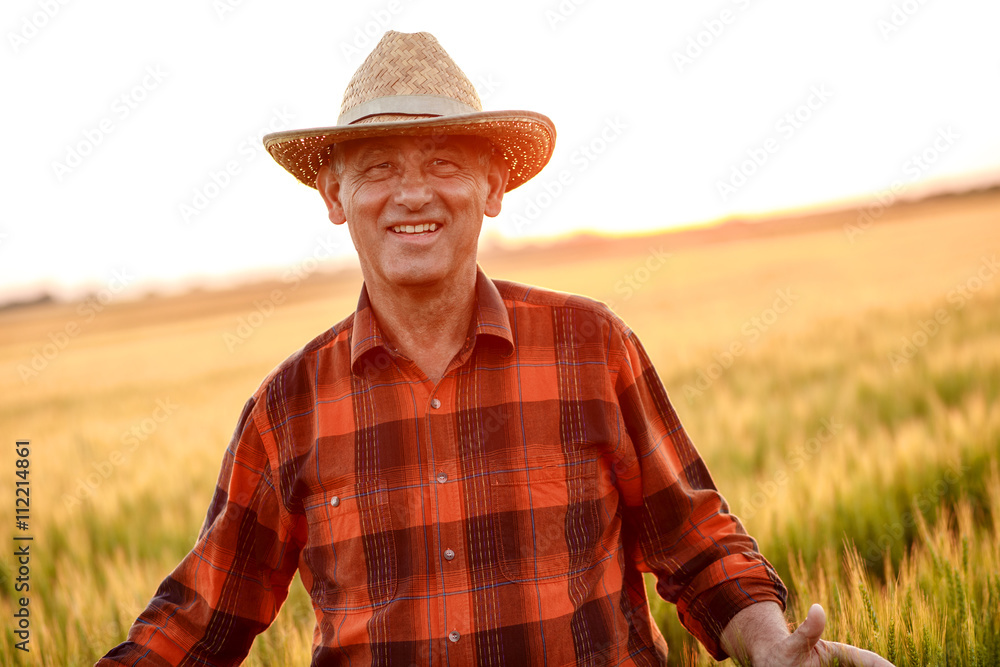 Obraz premium Portrait of senior farmer in a field examining wheat crop at sunset.
