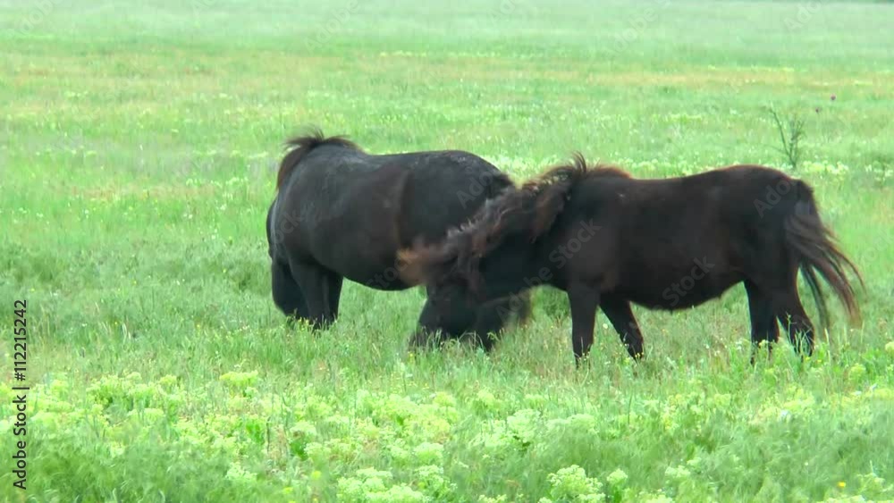 Two black ponies grazing in the steppes on the green grass Two black ponies grazing in the steppes on the green grass