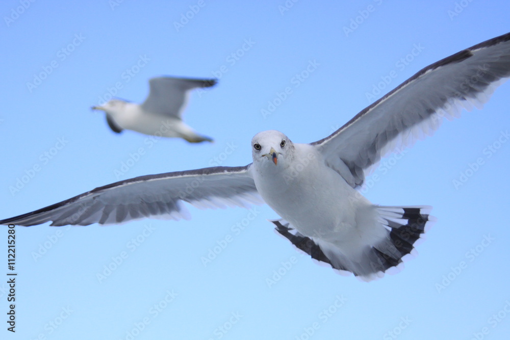 Fototapeta premium カメラ目線