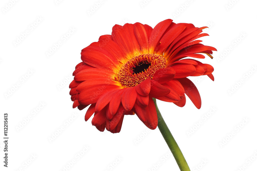 Red gerbera daisy flower isolated on a white background