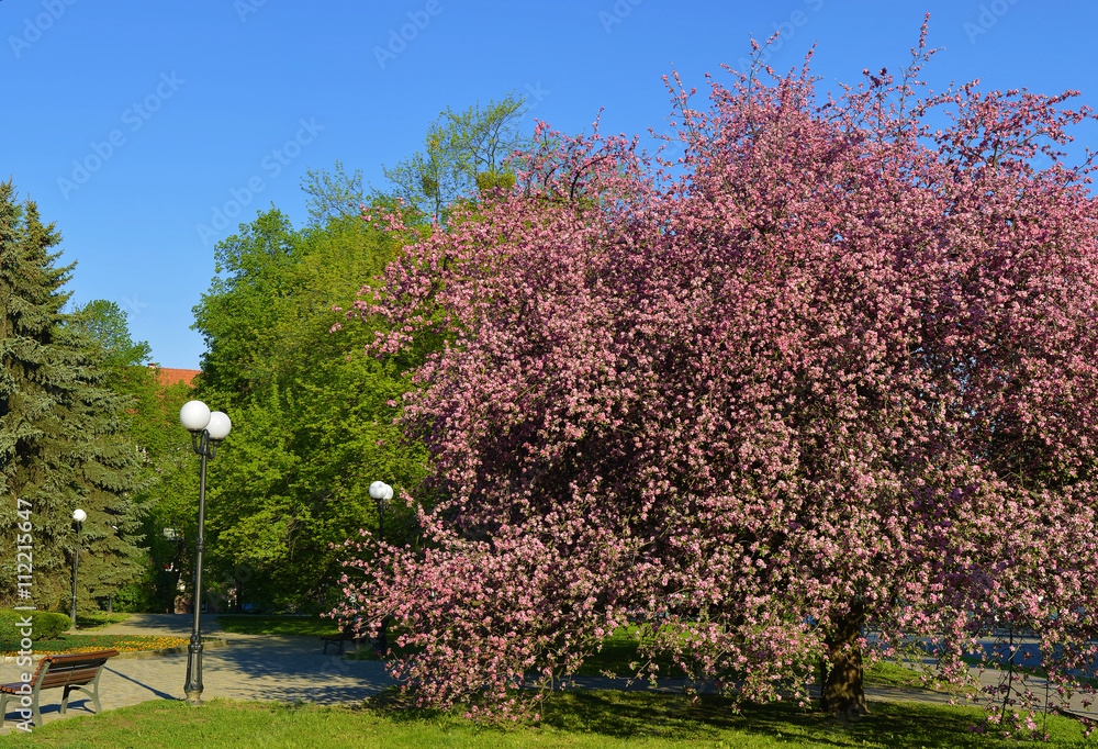 blossoming apple tree in the springtime in the park