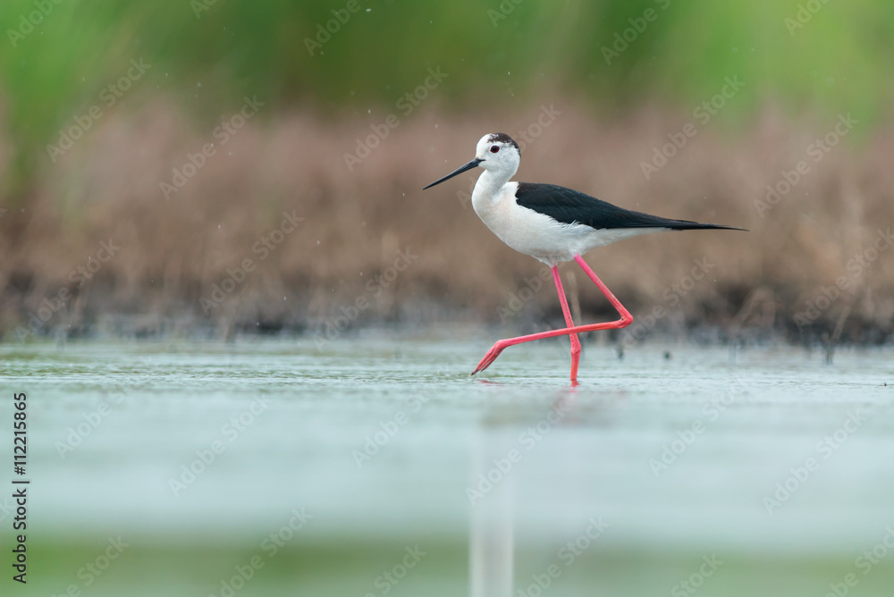Black-winged stilt (Himantopus himantopus) Black-winged stilt (Himantopus himantopus)