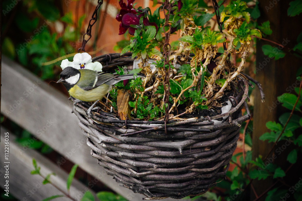 Obraz premium Great Tit on Hanging Flower Basket