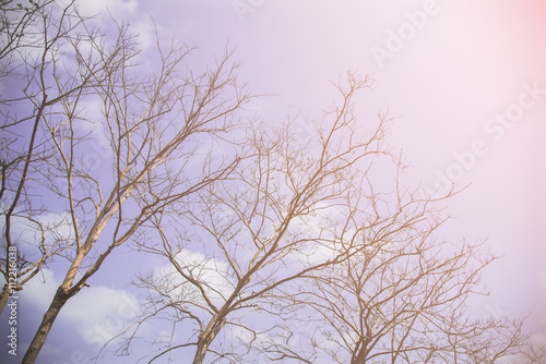 No leaves trees with blue sky and sunlight