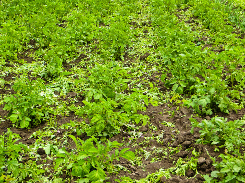 Rows of young potato plants on the field Rows of young potato plants on the field