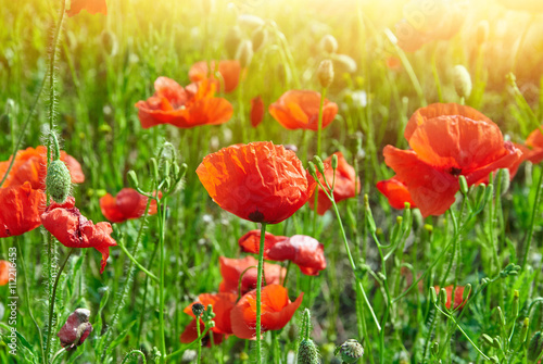 Field of red poppies in bright sunlight