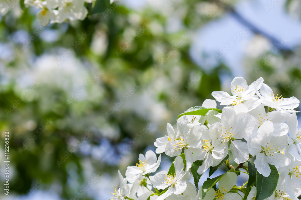 Apple tree flowers In the beginning of spring