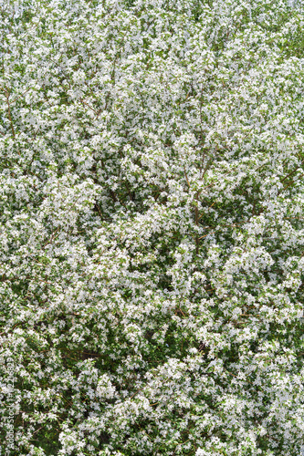 Apple tree flowers In the beginning of spring