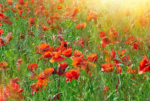 Field of red poppies in bright sunlight