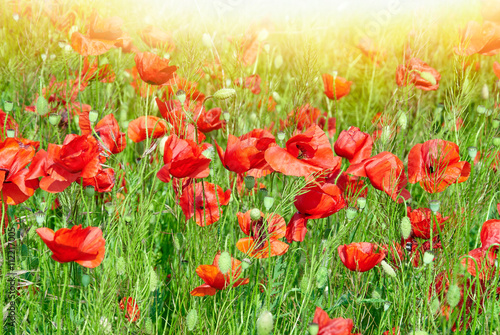 Field of red poppies in bright sunlight