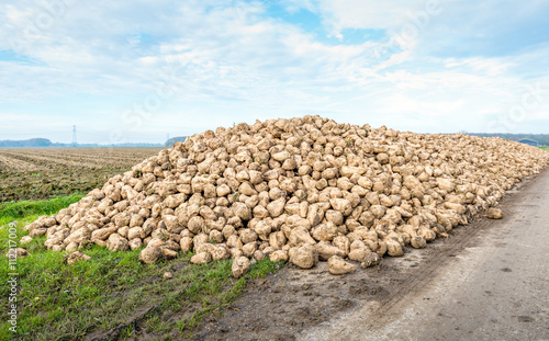 Heap of harvested sugar beets along a country road