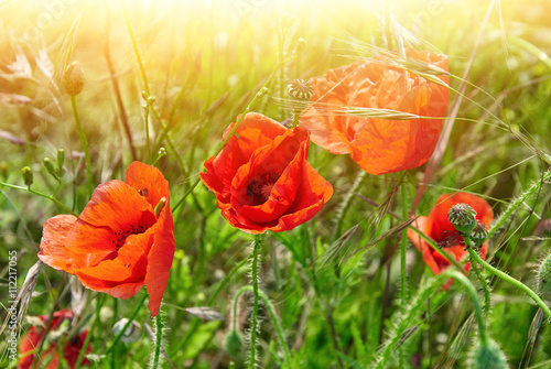 Field of red poppies in bright sunlight