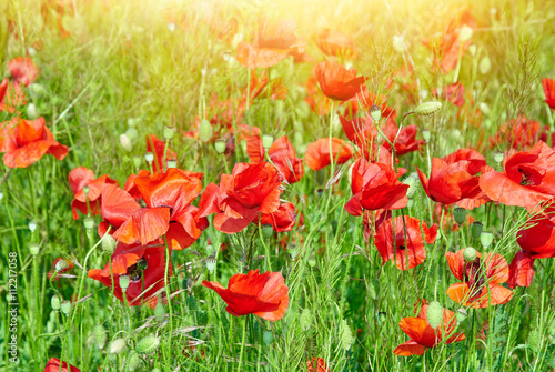 Field of red poppies in bright sunlight