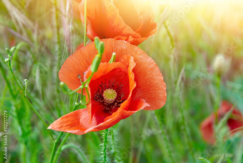 Red poppies in bright sunlight