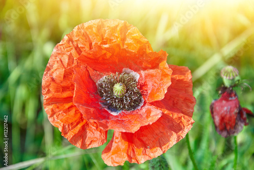 Red poppie in bright sunlight
