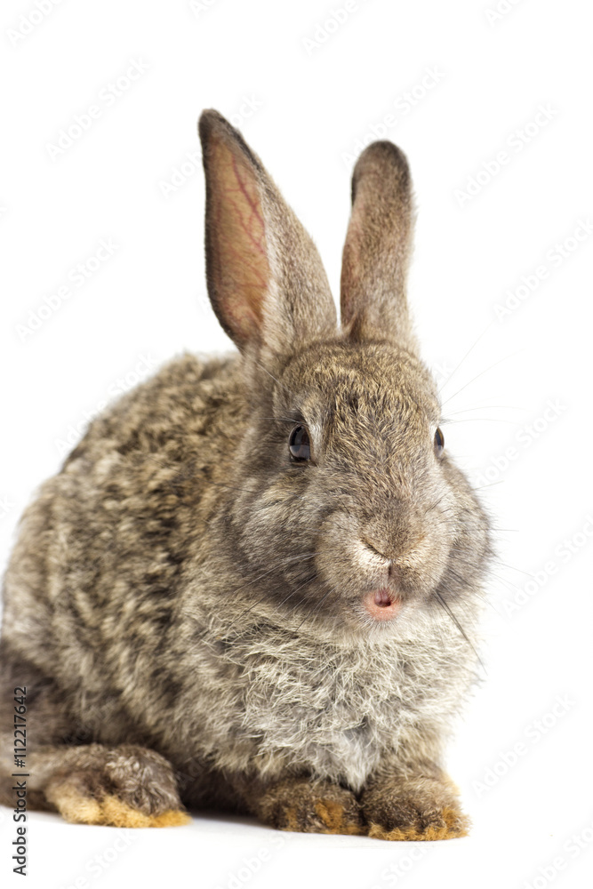 rabbit on a white background rabbit on a white background