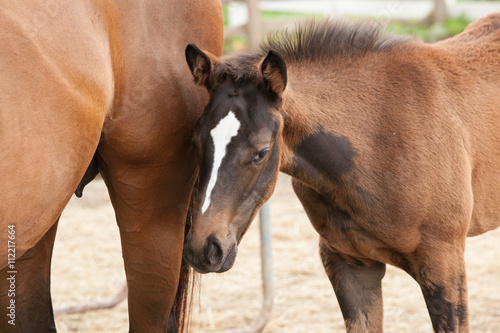 A Thoroughbred foal that is shedding it s coat.