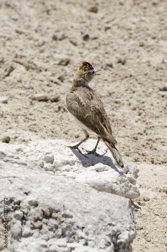 Sabota lark photo