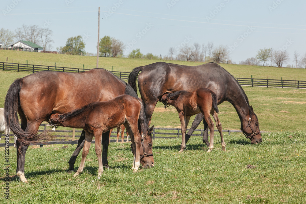 Two Thoroughbred mares and their foal that are nursing. Two Thoroughbred mares and their foal that are nursing.
