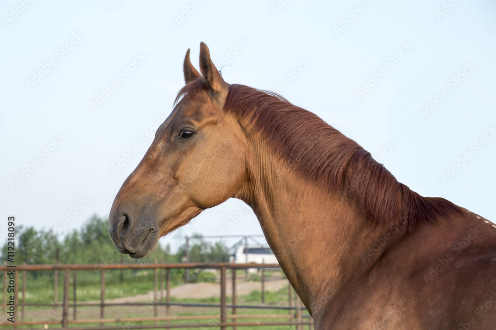 Obraz premium Czerwony koń