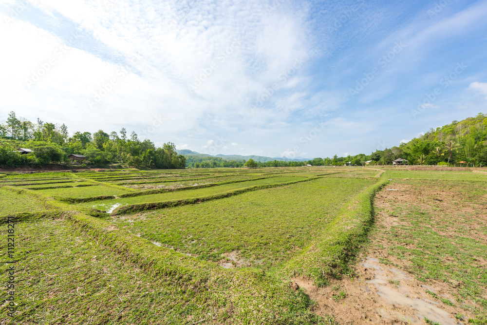 Rice Fields before farming Rice Fields before farming