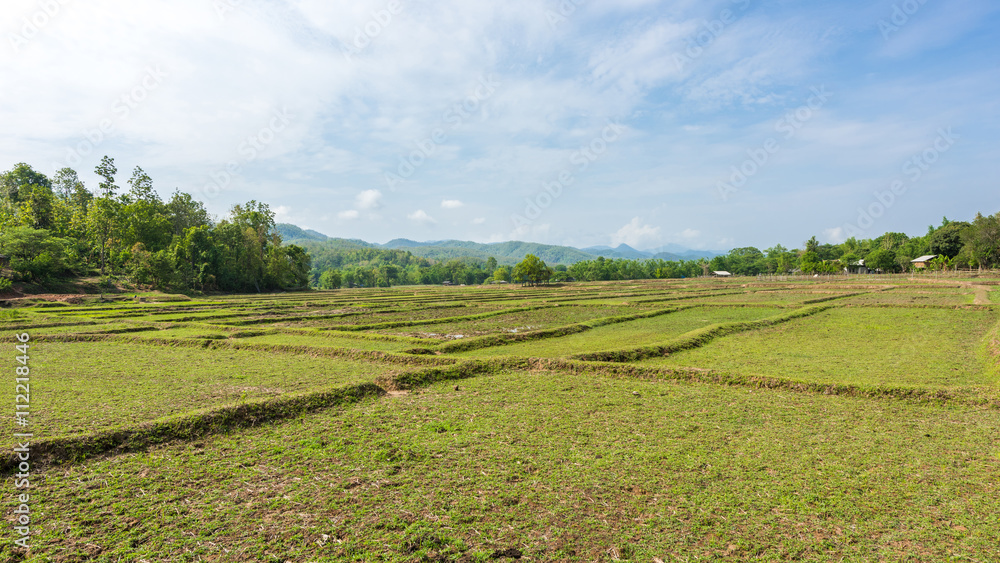 Rice Fields before farming