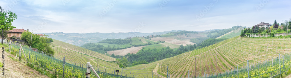 Panorama of vineyard in Serralunga d’ alba , Italy