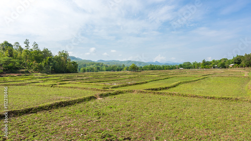 Rice Fields before farming