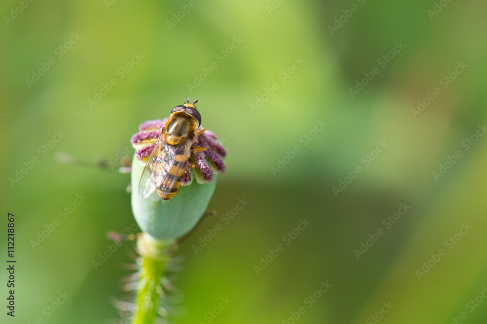 Fototapeta premium honeybee on poppy flower closeup