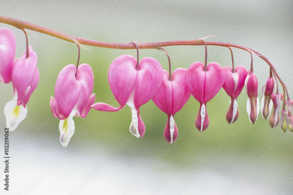 Fototapeta premium Close up of bleeding hearts