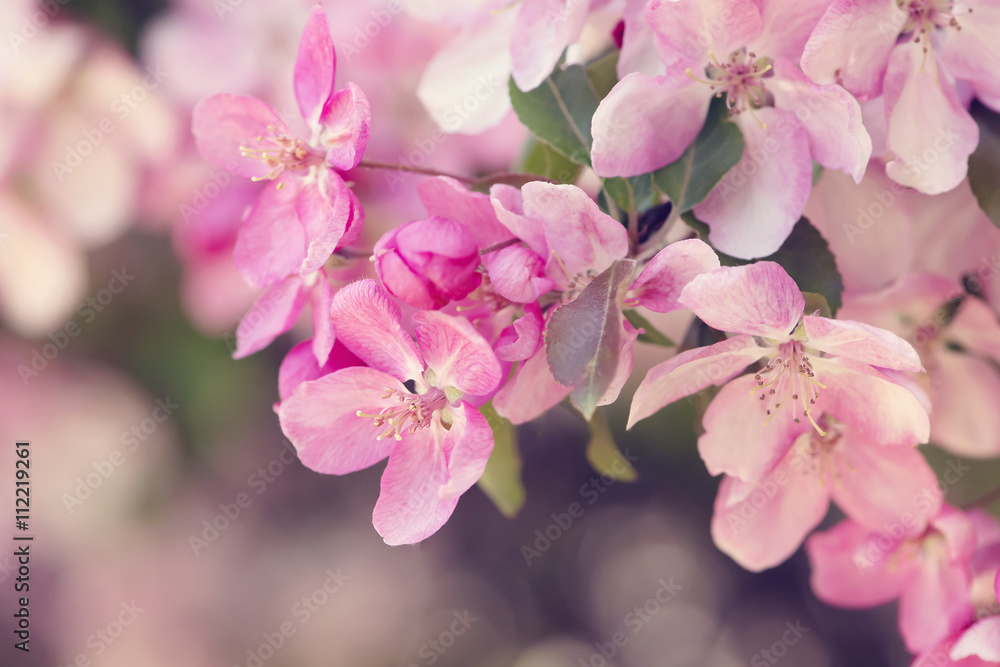 Close up of Apple Blossoms