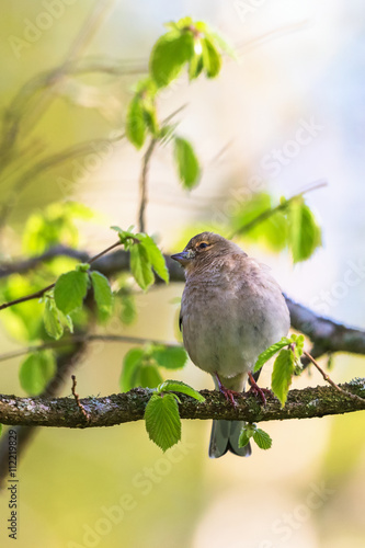 Chaffinch on a branch of the tree in spring © Lars Johansson