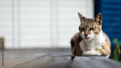 Old cat sleeping on a wooden floor with blur background