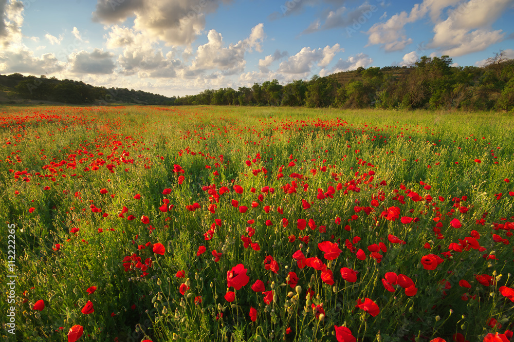 Poppy meadow landscape