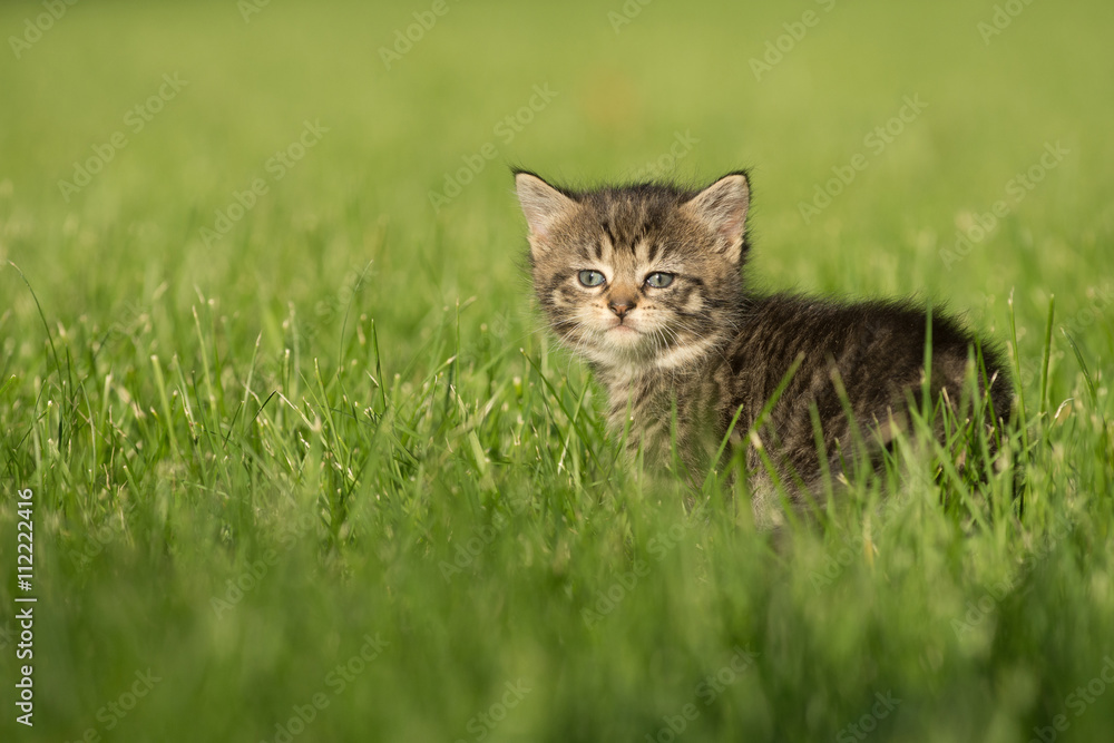 Cute tabby kitten in grass