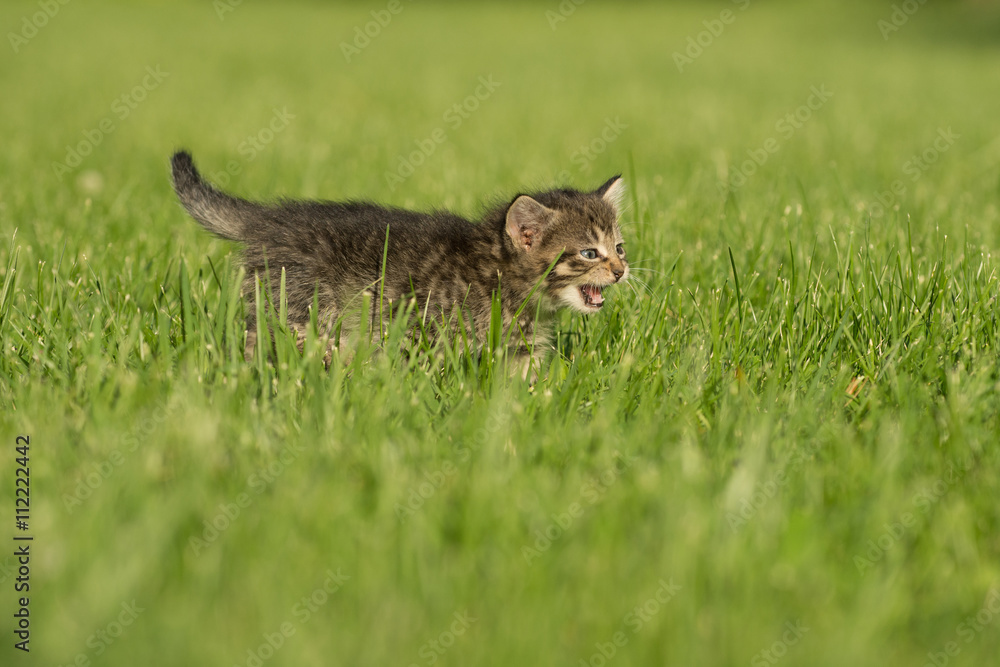 Fototapeta premium Cute tabby kitten in grass