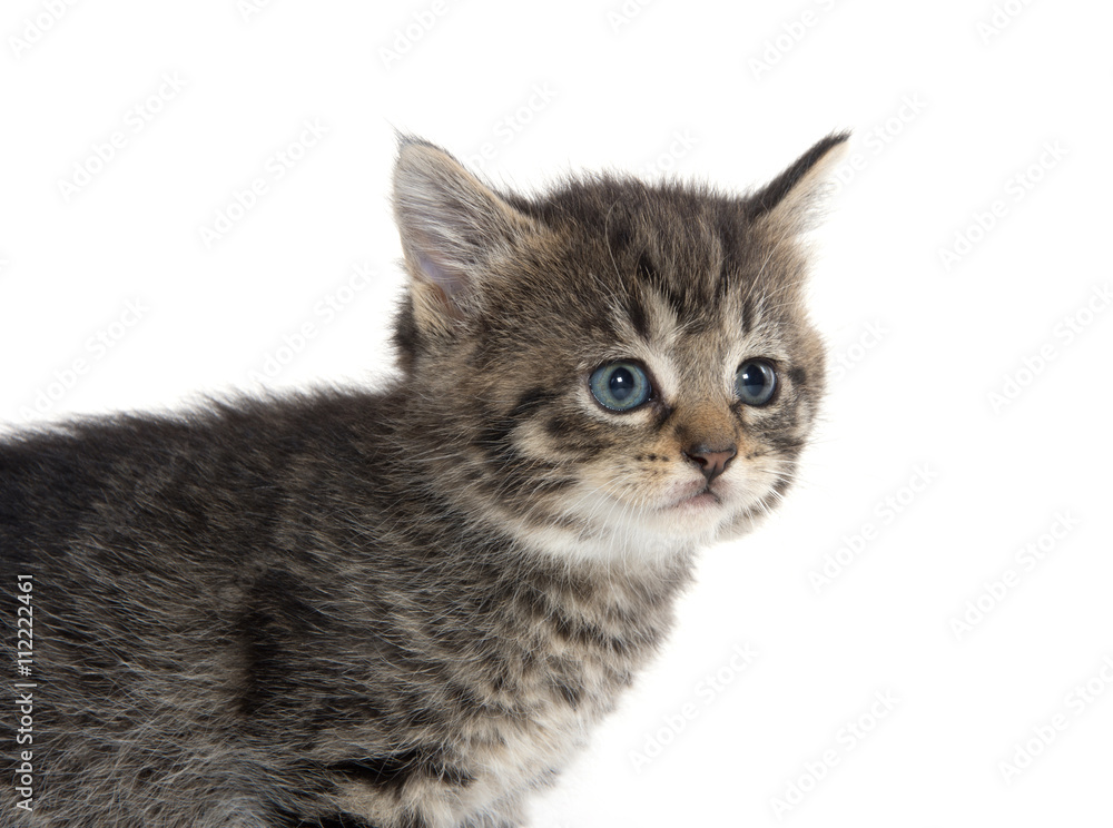 Fototapeta premium Cute tabby kitten on white background