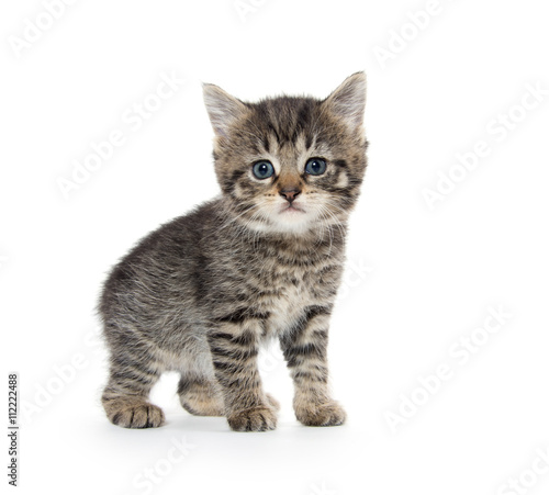 Cute tabby kitten on white background © Tony Campbell